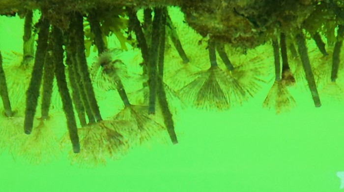 A green image of Mediterranean fanworm underwater.