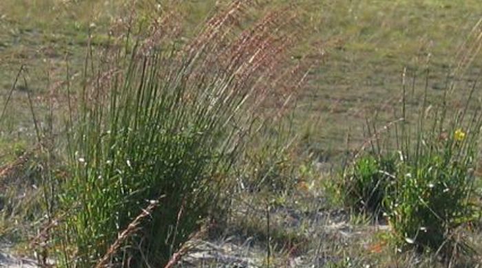 Perennial veldt grass growing in a bush.