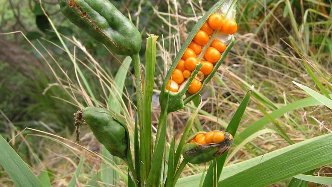 Stinking Iris seed capsules open showing seed.