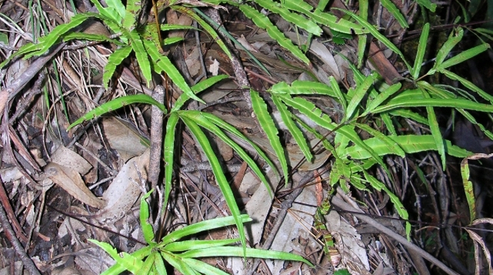 Cretan brake growing on a forest floor.