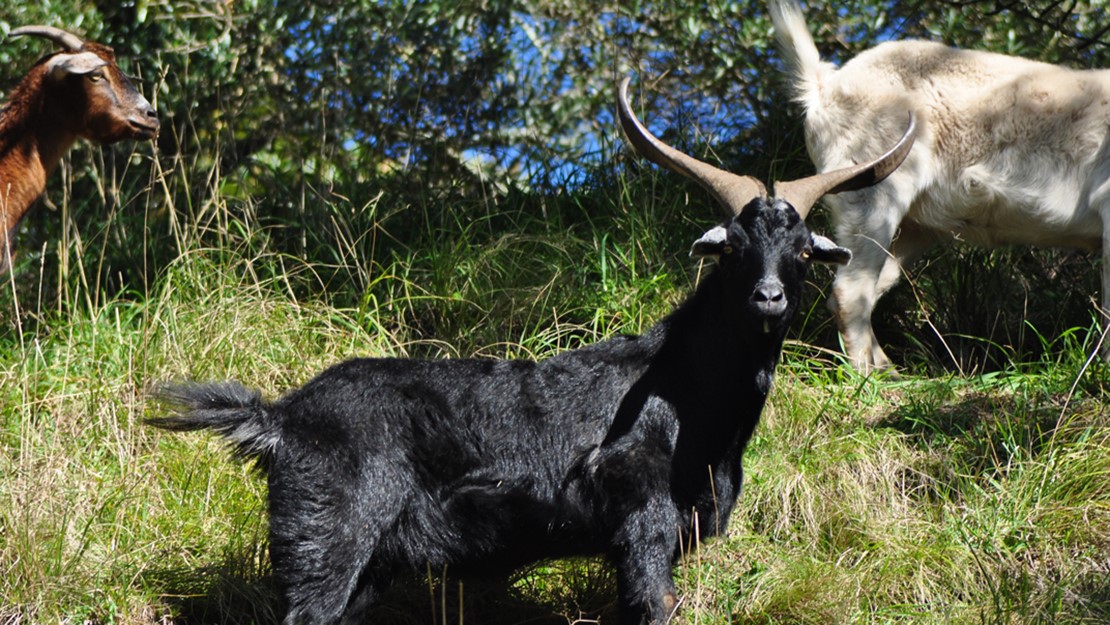 A feral black goat in the tussocks of a hill.