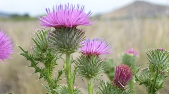 Close up of plumeless thistle growing in a field.