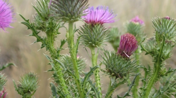 Close up of plumeless thistle growing in a field.