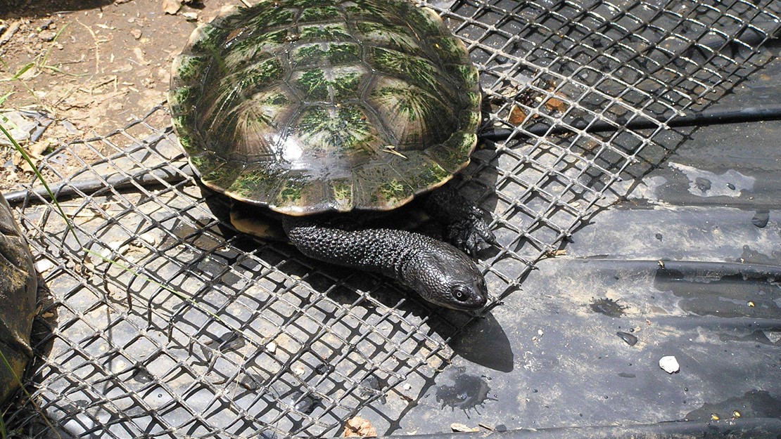 Snake neck turtle from above with neck out.