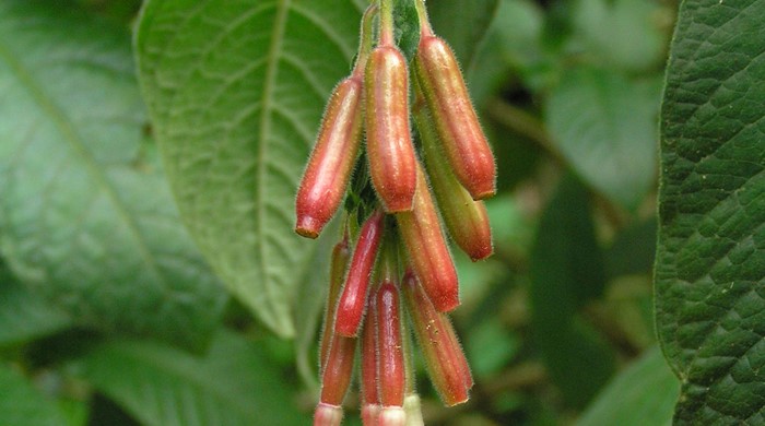 Close up of Bolivian fuchsia flowers showing buds. 