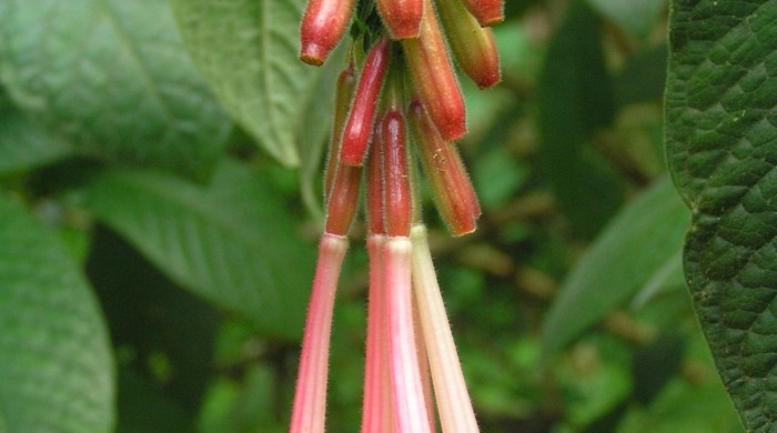 Close up of Bolivian fuchsia flowers showing buds. 