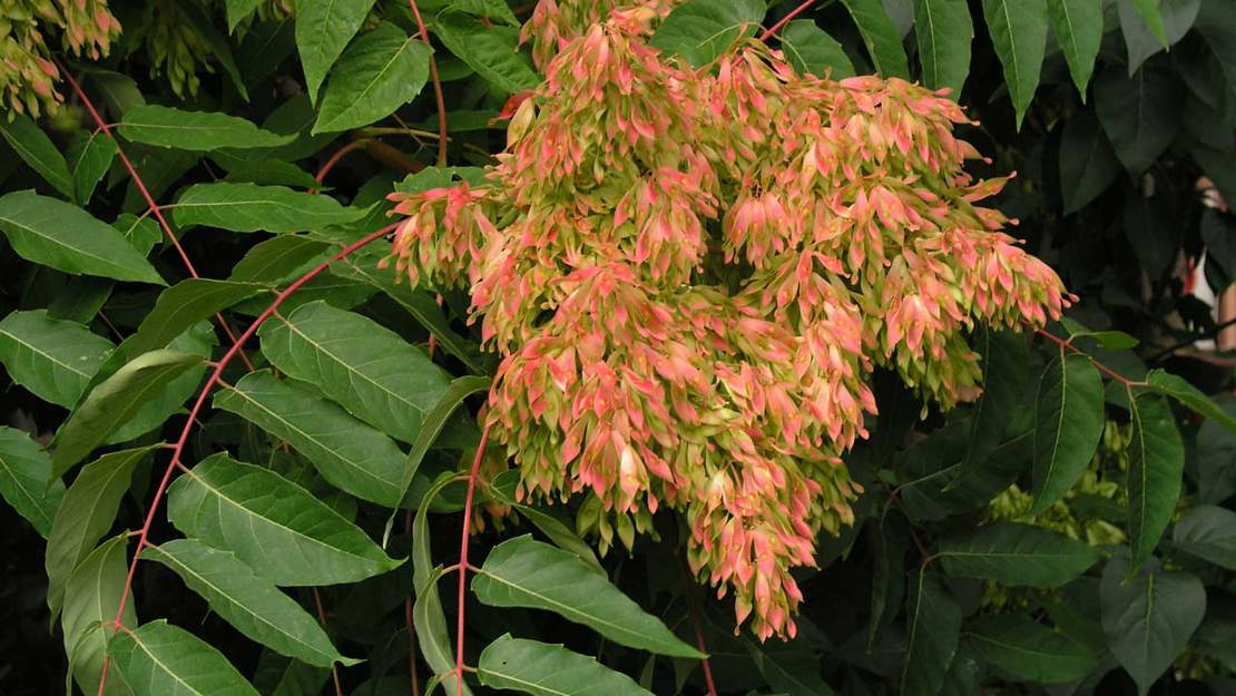 Tree of Heaven flowers and leaves.