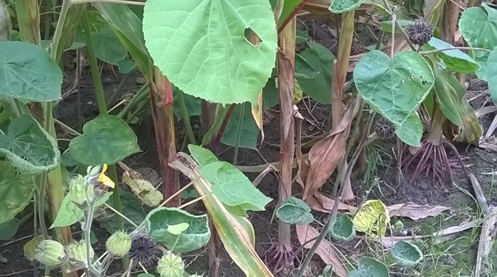 A few Velvet Leaf plants growing in maize.