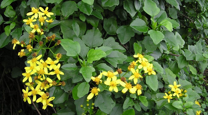Cape ivy leaves with yellow flowers.