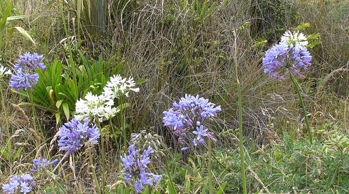 Blue and white flowers of agapanthus. 