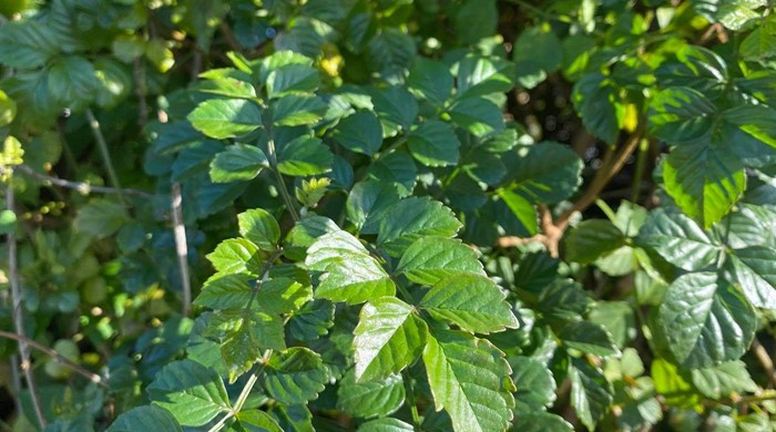 The leaves of cape honeysuckle.