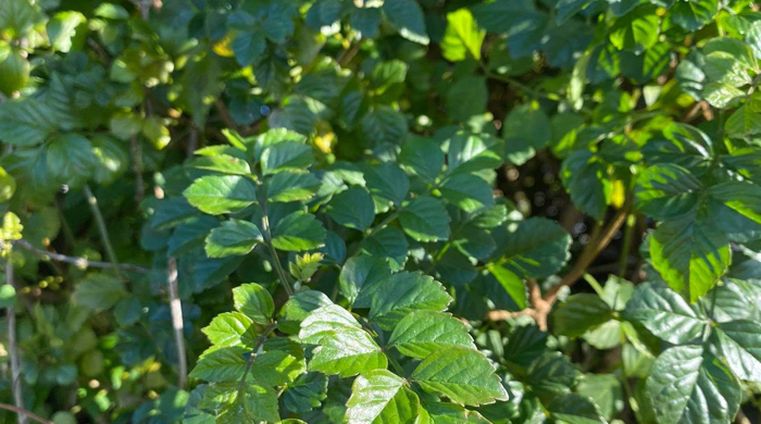 The leaves of cape honeysuckle.