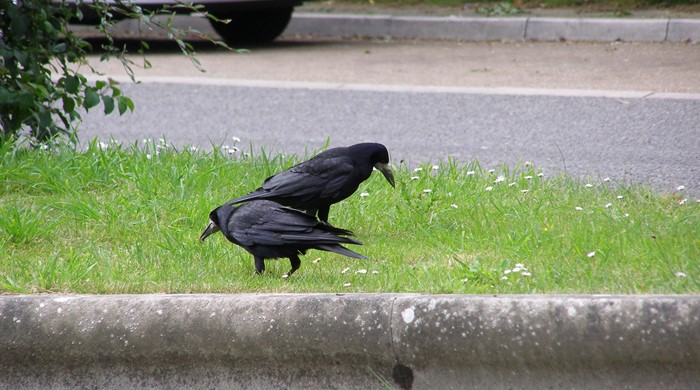 Two rooks feeding on a grass verge.