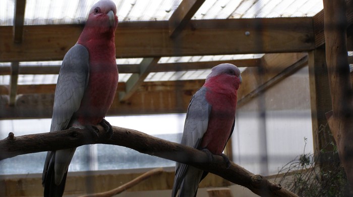 A pair of galahs in a cage. 