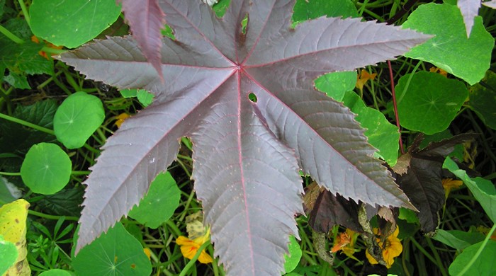 Close up of a purple castor oil plant leaf with seven points.