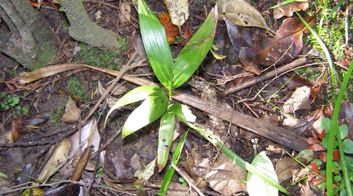 The seedling of a bangalow palm in the ground. 