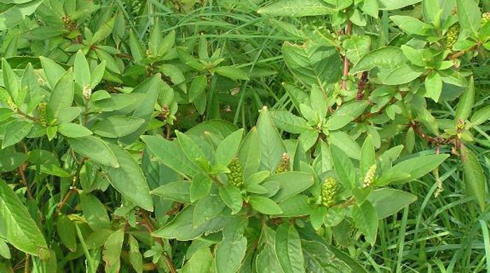 Inkweed bush with grasses.