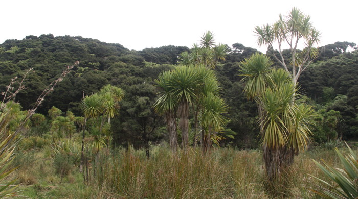 Sedgeland, cabbage trees and scrub.  