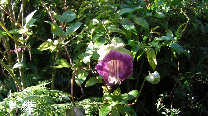 Cathedral bells flower in between trees and shrub.