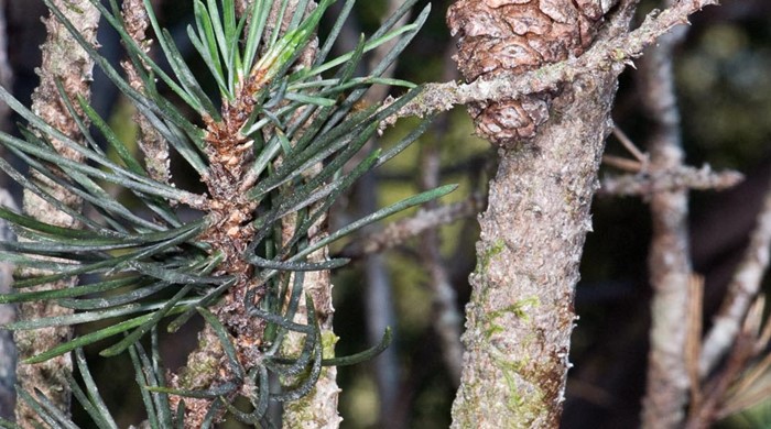 Lodgepole Pine branches with immature cone.