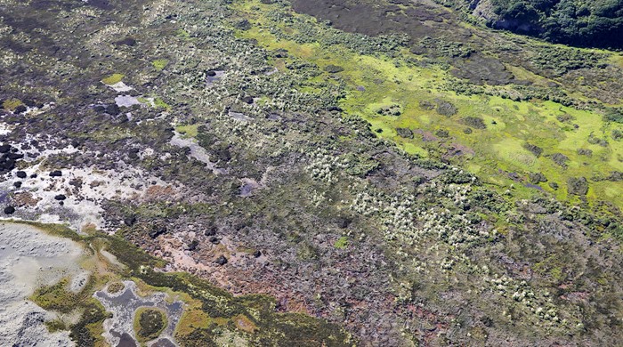 Various vegetation at Whatipu.