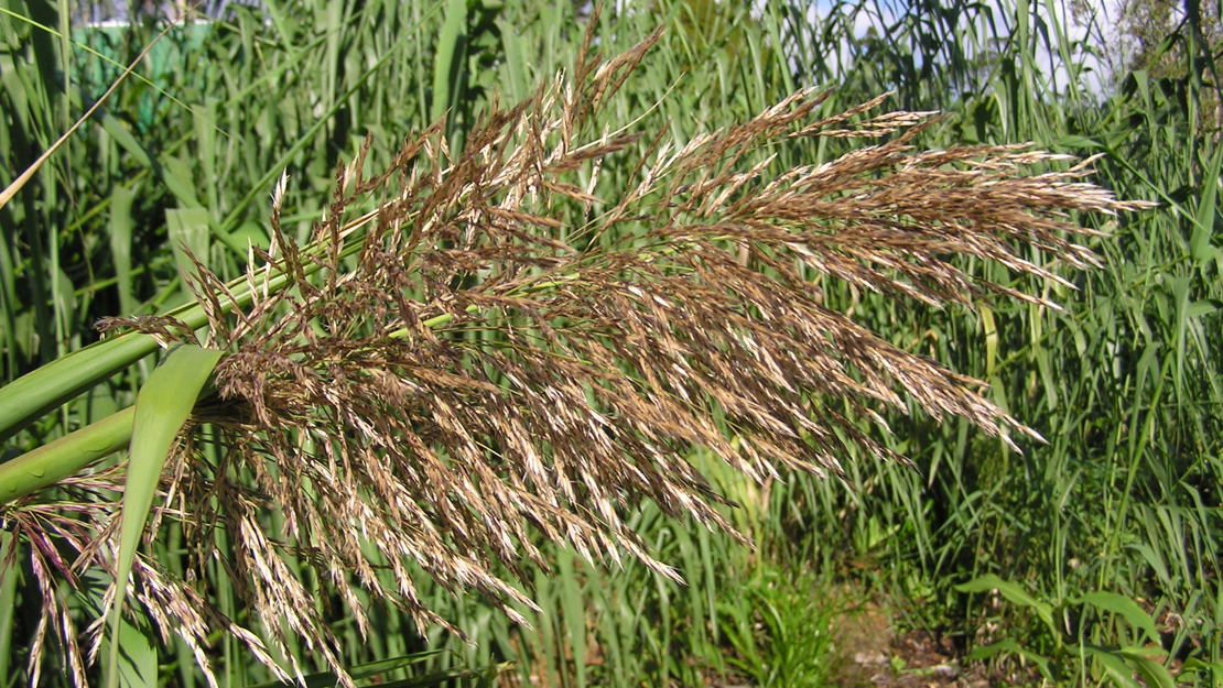 Giant reed