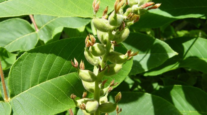 Japanese Walnut flowers.