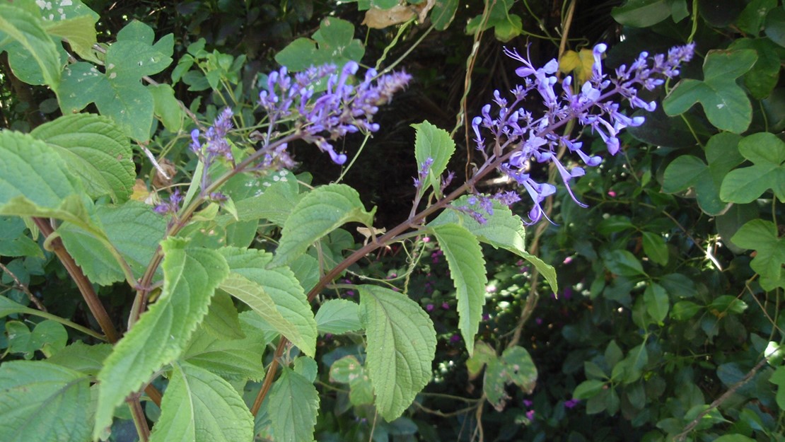 Blue spur flower showing two flower heads and leaves.