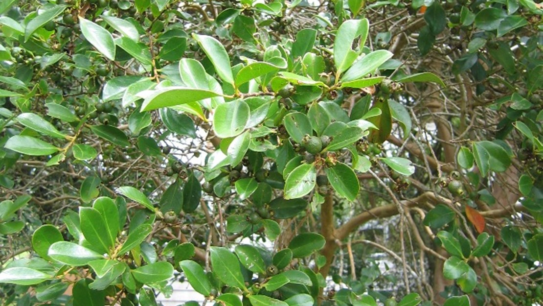 Photo showing Guava tree with green leaves and fruit.