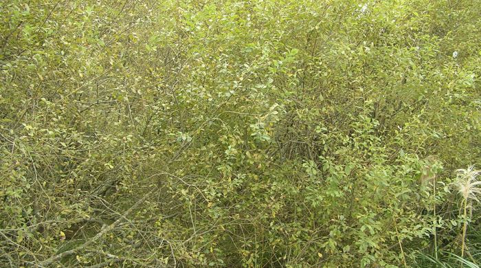 Grey Willow trees growing close together.