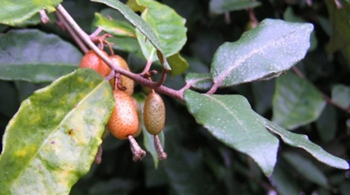 Close up on a cluster of elaeagnus berries.