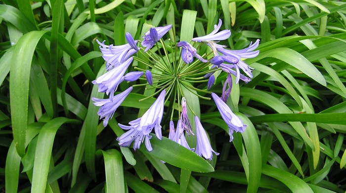 A cluster of blue flowers of the agapanthus with long green leaves surrounding it.