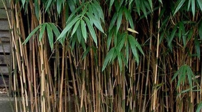 Pseudosasa japonica - Arrow Bamboo.