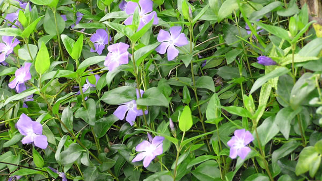 A periwinkle bush.