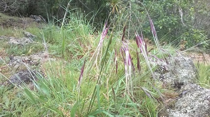Chilean needle grass growing in a rocky field.
