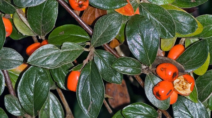 Close up of cotoneaster franchetti with its orange fruits.