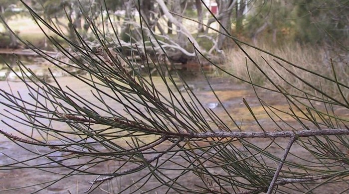 Branch of casuarina.