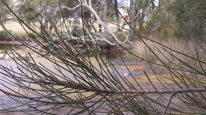 Branch of casuarina.