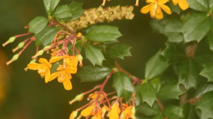 Close up of the flowers of Darwin's barberry.