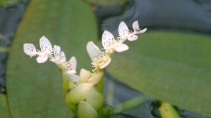 The white flowers of the cape pond weed.
