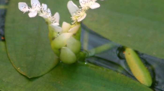 The white flowers of the cape pond weed.