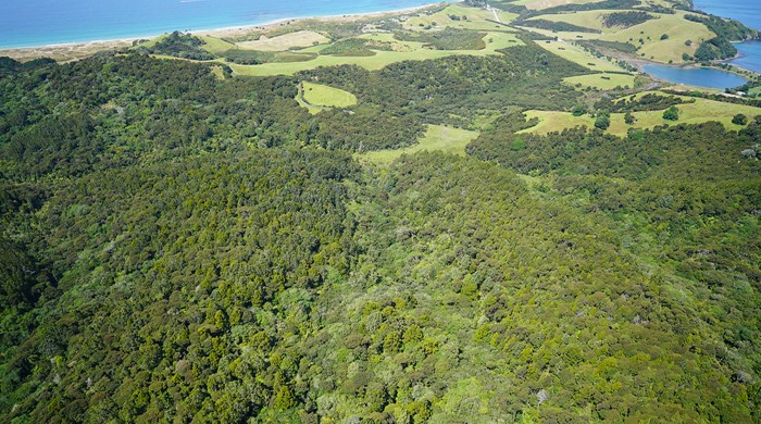 Forest on Tāwharanui Peninsula.