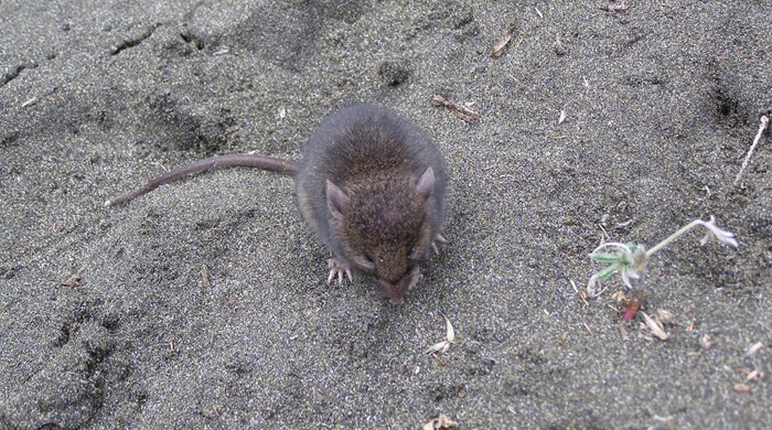 Mouse facing camera sitting on sand.