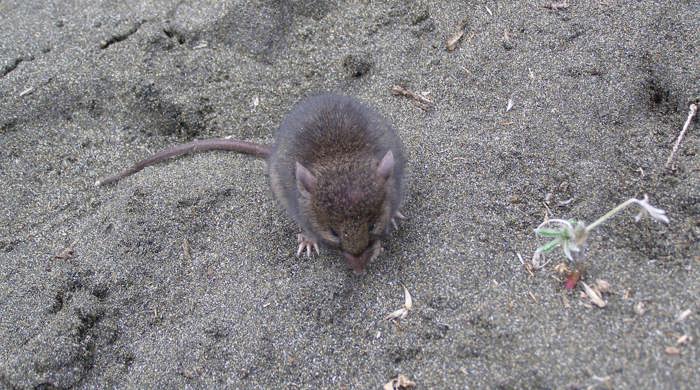 Mouse facing camera sitting on sand.