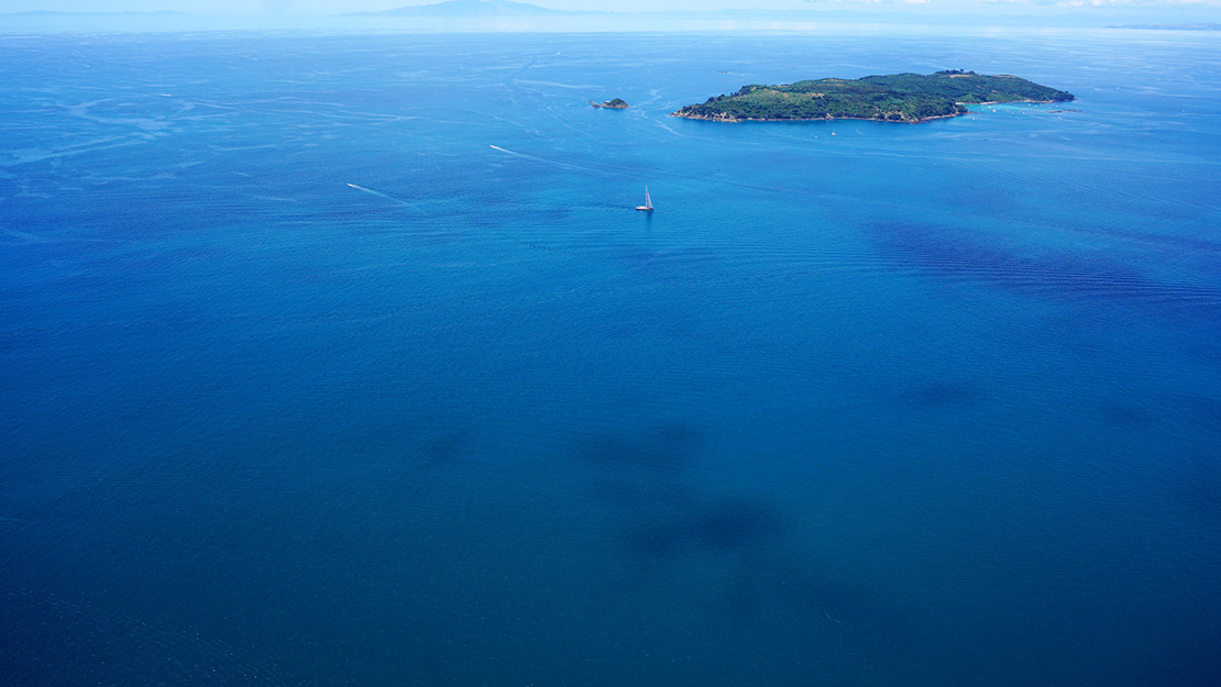 Tiritiri Matangi Island.