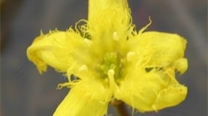 A close up photo of a yellow Marshwort flower