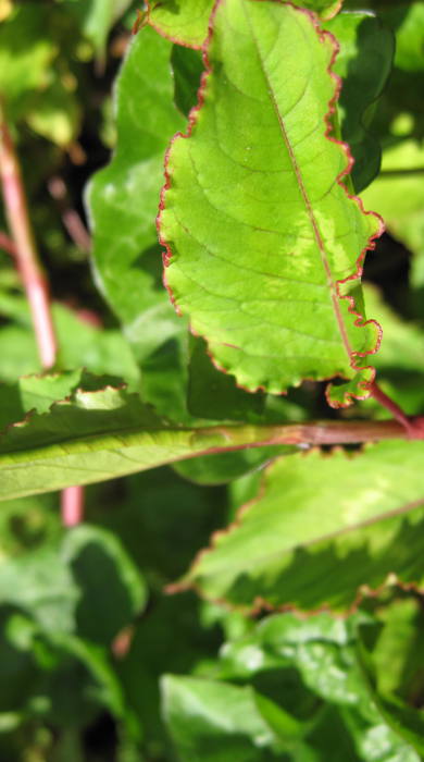 New growth on Chinese knotweed.