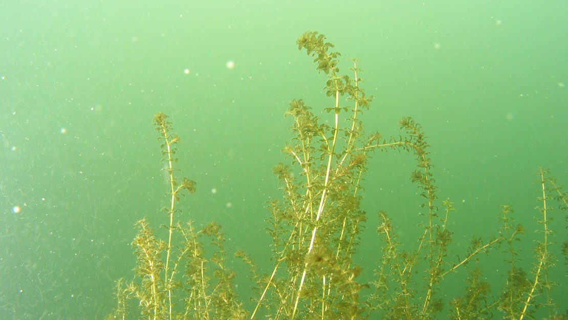 Hydrilla plant underwater.