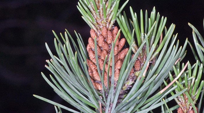 Lodgepole Pine anthers.