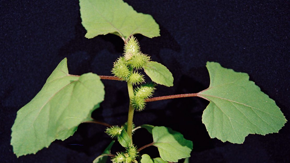 Noogoora Bur plant on dark background.